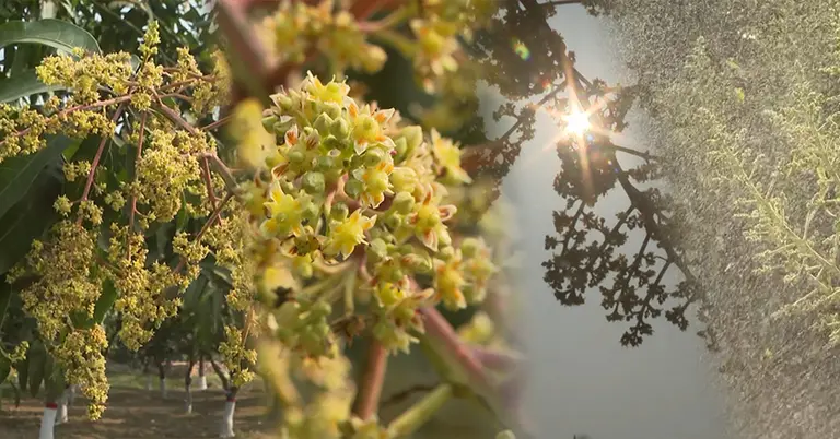 নতুন আমের মুকুলে সোনালী স্বপ্ন বুনছে রাজশাহী আম চাষীরা